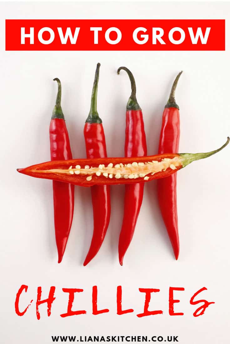 How To Grow Chillies At Home - Liana's Kitchen
