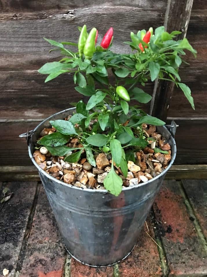chilli plants