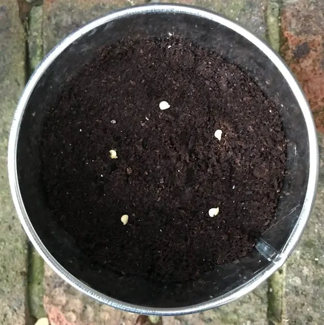 growing chillies from seeds