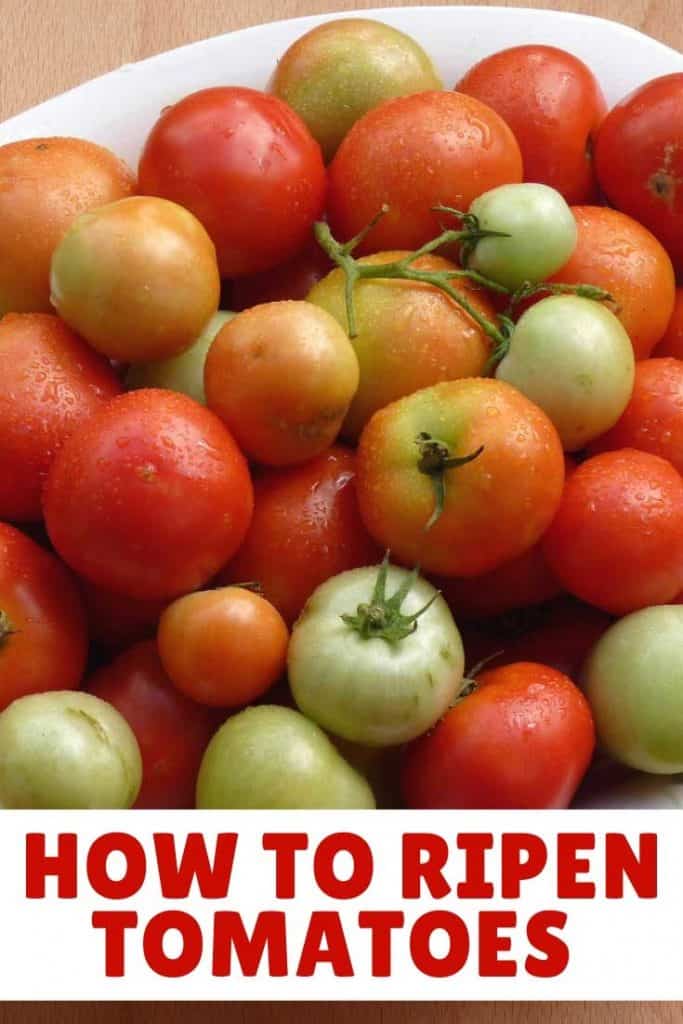 How to ripen tomatoes