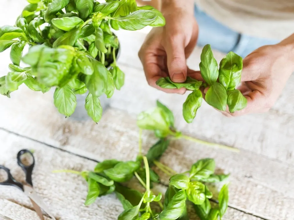 fresh basil leaves