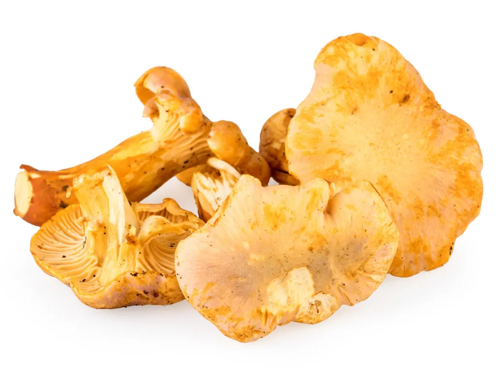 chanterelle mushrooms