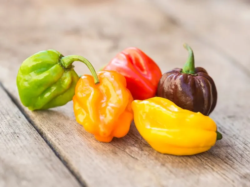 Haberno Peppers