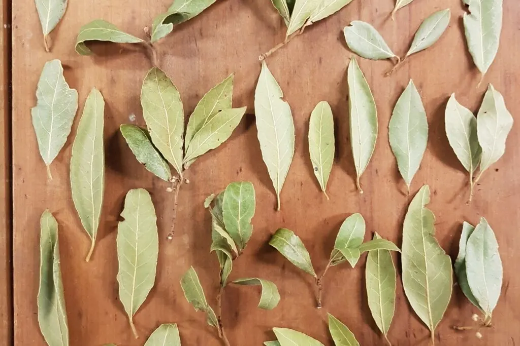 Turns Out, Bay Leaves Don't Actually Last Forever