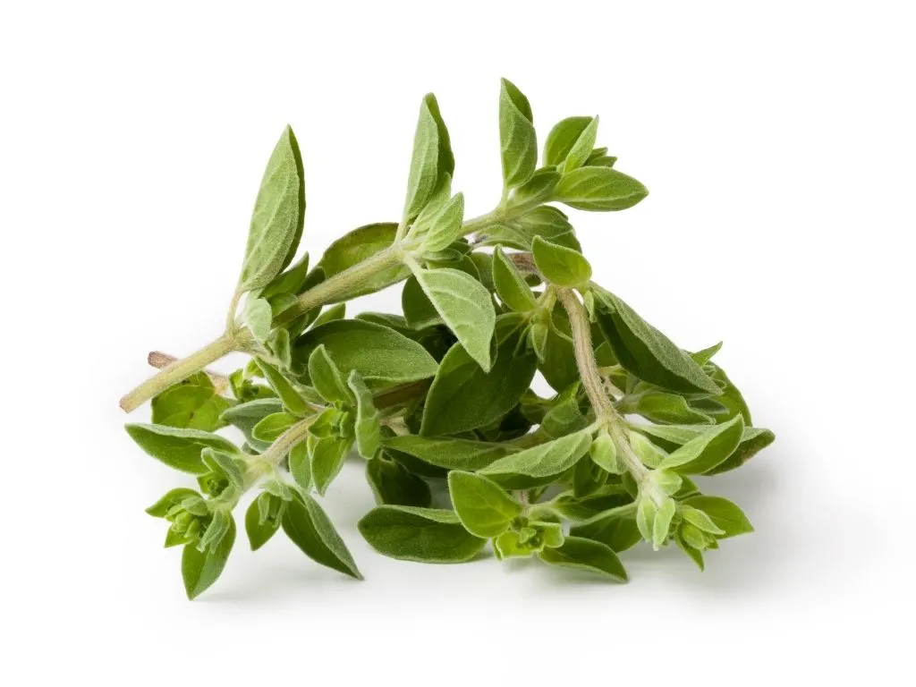 oregano