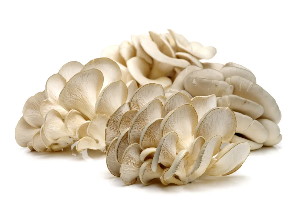 oyster mushrooms