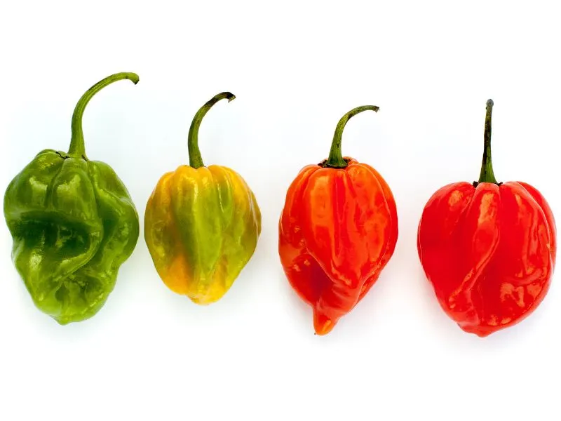 Scotch Bonnet