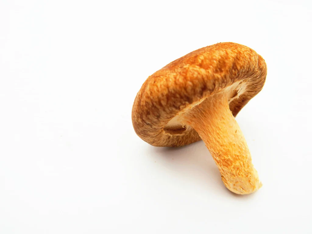 shiitake mushroom