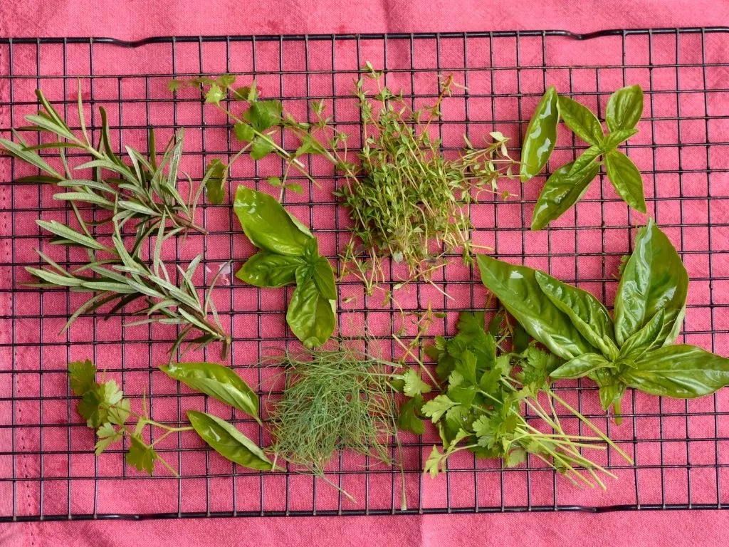 air dry herbs the natural way