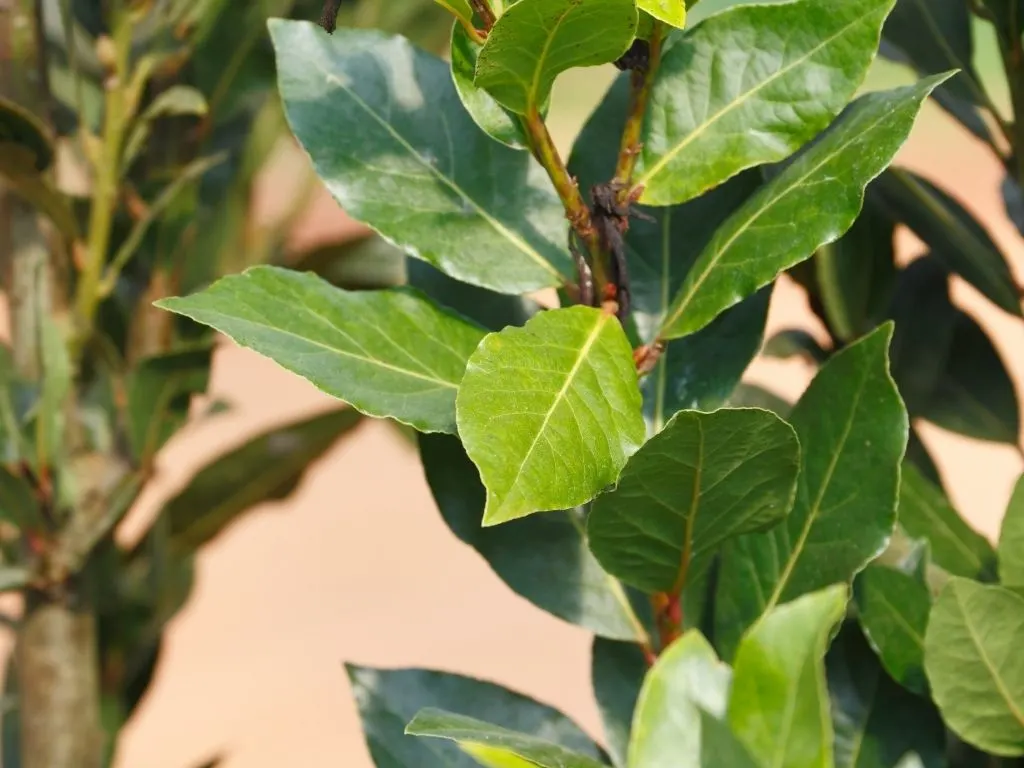 bay leaf tree