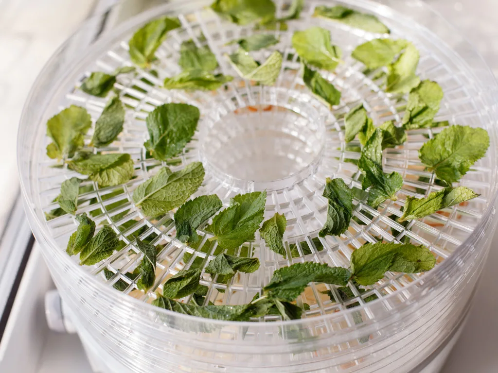 dehydrating mint leaves