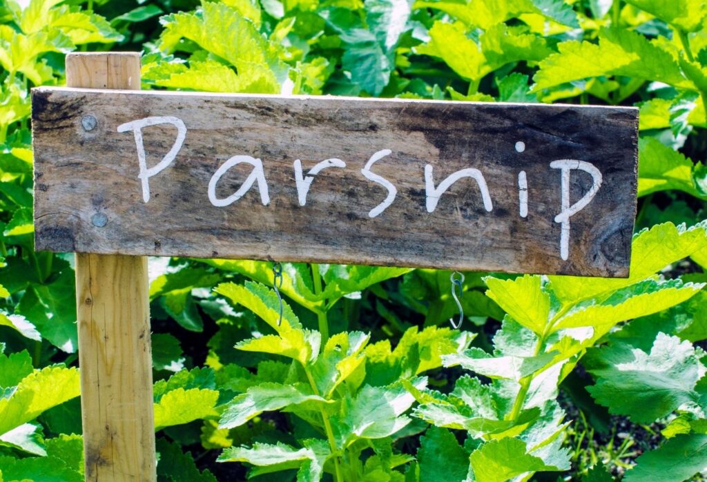 parsnip sign next to field of parsnips growing