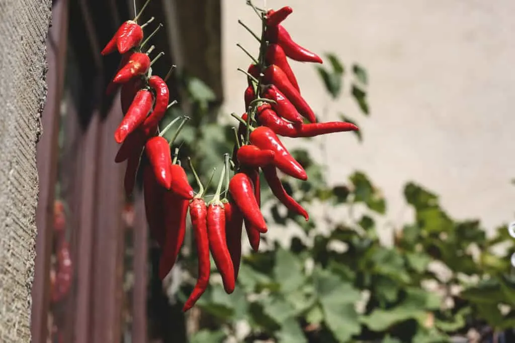how to dry chillies in the sun