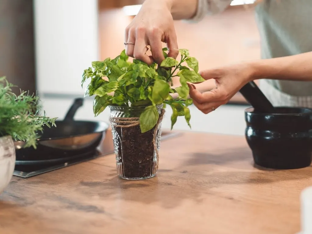 picking herbs from a basil plant