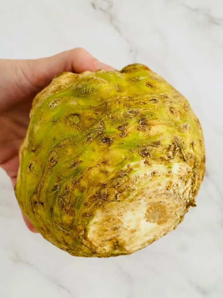 celeriac root in hand