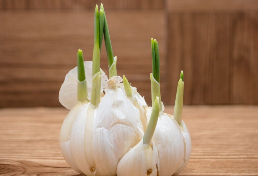 sprouting garlic bulbs