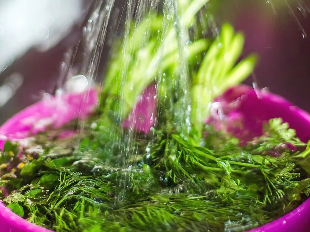 washing herbs